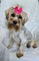 Eclipse, a female Yorkipoo for sale in Warrior, AL – 3 of 4