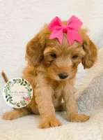 Pink bow girl, a female Cavapoo for sale in Warrior, AL – 4 of 4