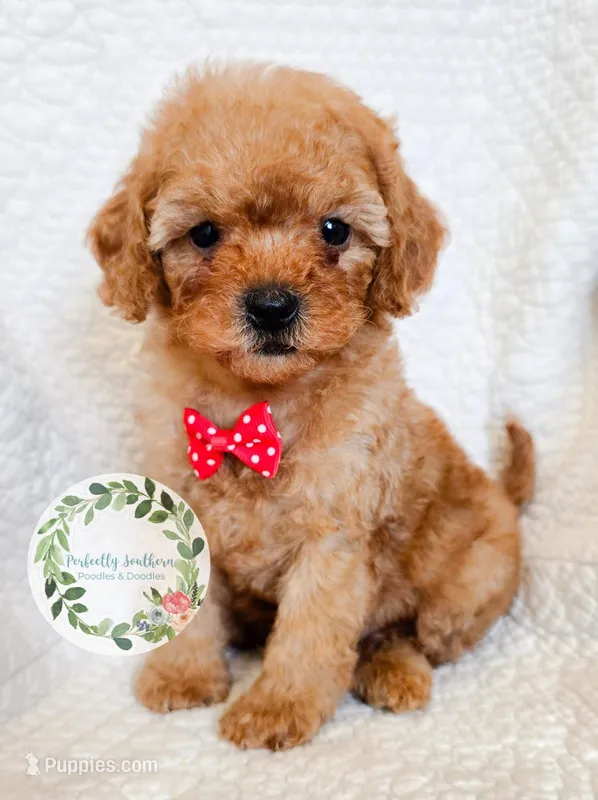 Red bow boy – Cavapoo puppy for sale in Warrior, AL