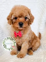 Red bow boy, a male Cavapoo for sale in Warrior, AL – 1 of 4