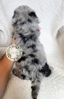 Merle boy (red tie), a male Cavapoo for sale in Warrior, AL – 4 of 4