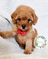 Red bow boy, a male Cavapoo for sale in Warrior, AL – 2 of 4
