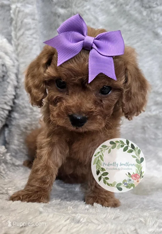 Purple girl – Cavapoo puppy for sale in Warrior, AL