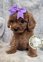Purple girl, a female Cavapoo for sale in Warrior, AL – Photo 2 of 2