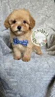 Blue bow boy, a male Poodle - Toy  for sale in Warrior, AL – 2 of 4