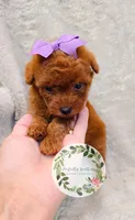 Purple bow girl, a female Poodle - Toy  for sale in Warrior, AL – 2 of 4