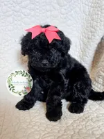 Peach bow girl, a female Cavapoo for sale in Warrior, AL – 2 of 4
