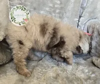 Peach bow girl, a female Poodle - Toy  and Poodle - Miniature  for sale in Warrior, AL – 5 of 5