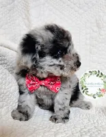 Merle boy (red tie), a male Cavapoo for sale in Warrior, AL – 3 of 4