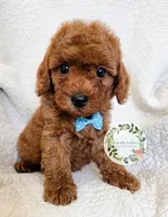 Blue bow boy, a male Cavapoo for sale in Warrior, AL – 2 of 4