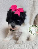 Parti girl, a female Cavapoo for sale in Warrior, AL – 3 of 4