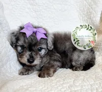 Blue Merle girl, a female Cavapoo for sale in Warrior, AL – 4 of 6