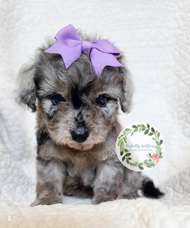 Blue Merle girl – Cavapoo puppy for sale in Warrior, AL