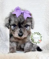 Blue Merle girl, a female Cavapoo for sale in Warrior, AL – 1 of 6