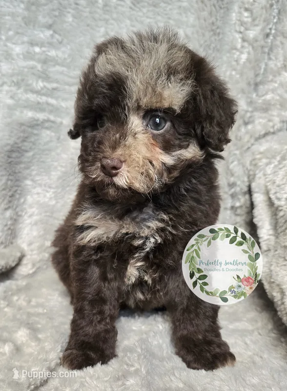 Merle boy  – Poodle - Miniature  puppy for sale in Warrior, AL