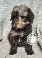 Merle boy , a male Poodle - Miniature  for sale in Warrior, AL – 1 of 5