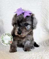 Blue Merle girl, a female Cavapoo for sale in Warrior, AL – 2 of 6