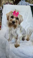 Eclipse, a female Yorkipoo for sale in Warrior, AL – 2 of 4