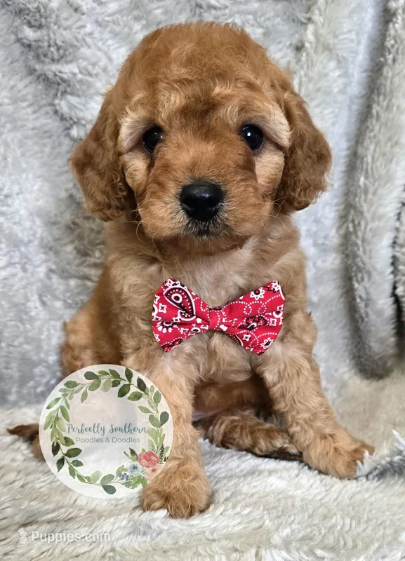 Red boy – Cavapoo puppy for sale in Warrior, AL
