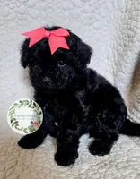 Peach bow girl, a female Cavapoo for sale in Warrior, AL – 3 of 4