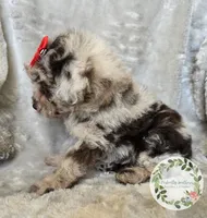 Red bow girl, a female Poodle - Toy  and Poodle - Miniature  for sale in Warrior, AL – 4 of 5