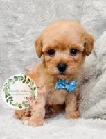 Blue bowtie boy, a male Poodle - Toy  for sale in Warrior, AL – 3 of 4