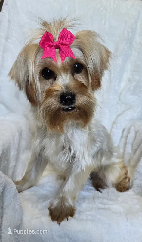 Eclipse – Yorkipoo puppy for sale in Warrior, AL