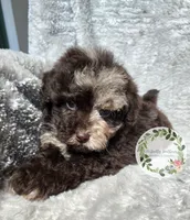 Merle boy , a male Poodle - Miniature  for sale in Warrior, AL – 3 of 5