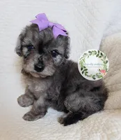 Blue Merle girl, a female Cavapoo for sale in Warrior, AL – 3 of 6