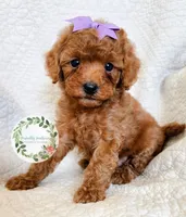 Purple bow girl, a female Cavapoo for sale in Warrior, AL – 3 of 4