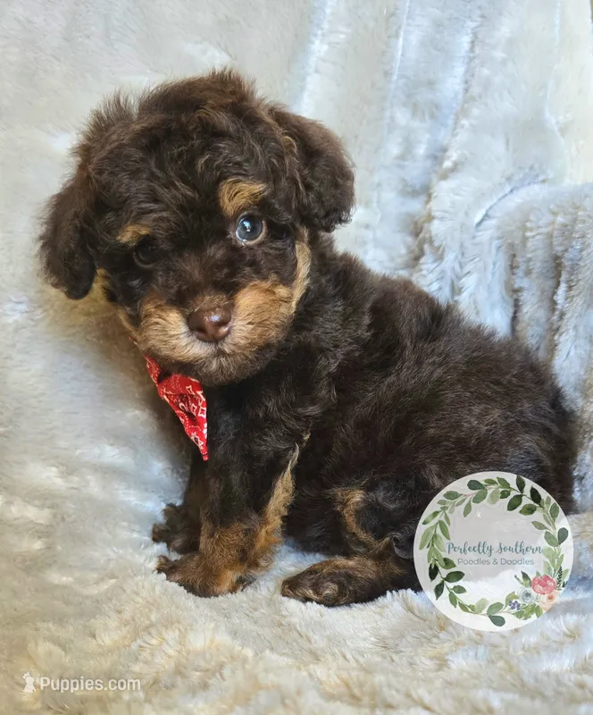 Phantom boy – Poodle - Toy , Poodle - Miniature  puppy for sale in Warrior, AL