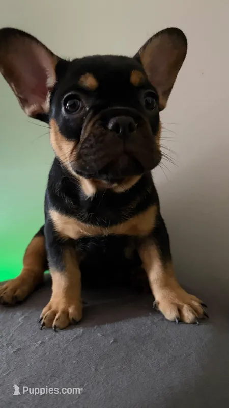 female ( black and tan ) tri – French Bulldog puppy for sale in Bronx, NY