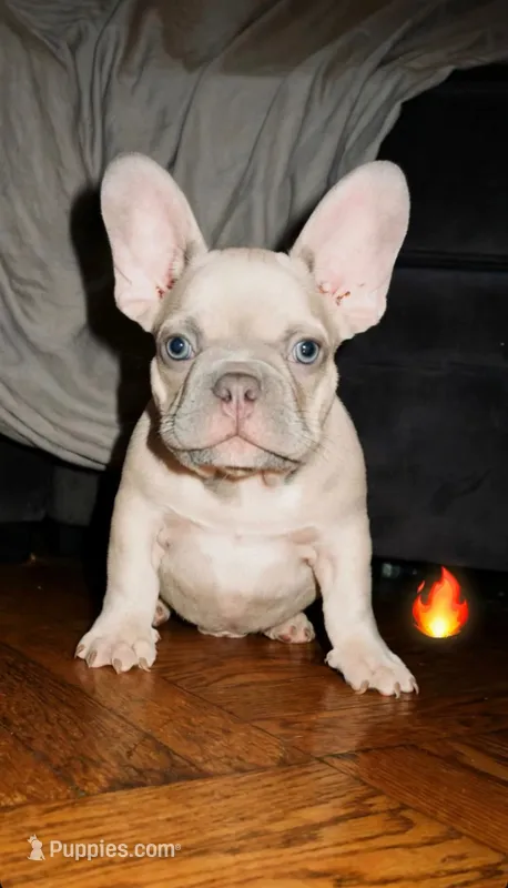 male ( isabella) – French Bulldog puppy for sale in Bronx, NY