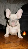 male ( isabella), a male French Bulldog for sale in Bronx, NY – 1 of 1