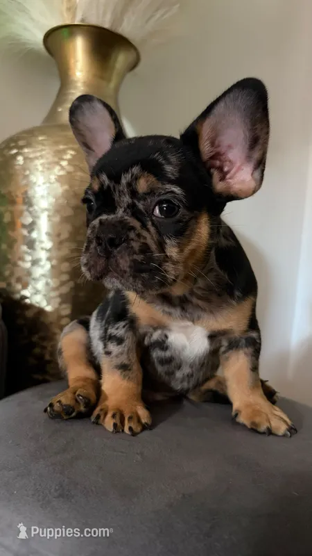 male ( merle black and tan ) tri – French Bulldog puppy for sale in Bronx, NY