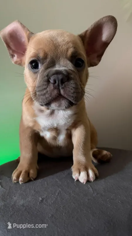 male ( blue fawn ) – French Bulldog puppy for sale in Bronx, NY