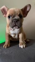 male ( blue fawn ), a male French Bulldog for sale in Bronx, NY – 1 of 1