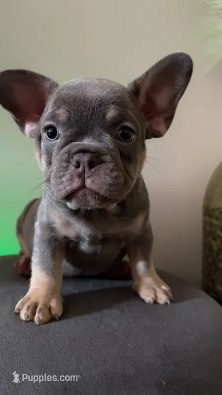male ( lilac and tan ) tri – French Bulldog puppy for sale in Bronx, NY
