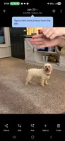 Chip, a female Shih Tzu for sale in Colbert, GA – 1 of 1