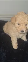 River Criss , a female Poodle - Toy  for sale in Houston, TX – 3 of 5
