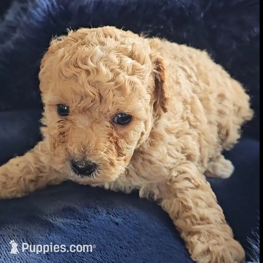 Gia Criss, a female Poodle - Toy  for sale in Houston, TX – Photo 4 of 4