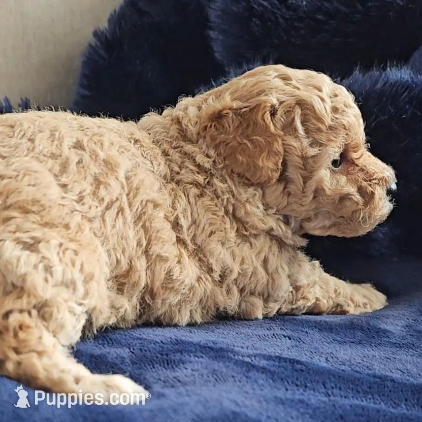 Gia Criss, a female Poodle - Toy  for sale in Houston, TX – Photo 2 of 4