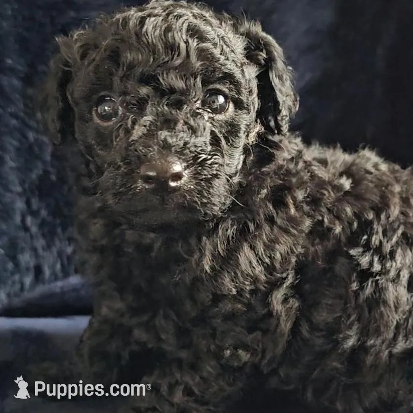 Kobe Criss, a male Poodle - Toy  for sale in Houston, TX – Photo 2 of 5