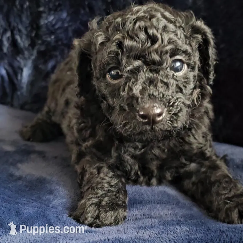 Kobe Criss – Poodle - Toy  puppy for sale in Houston, TX