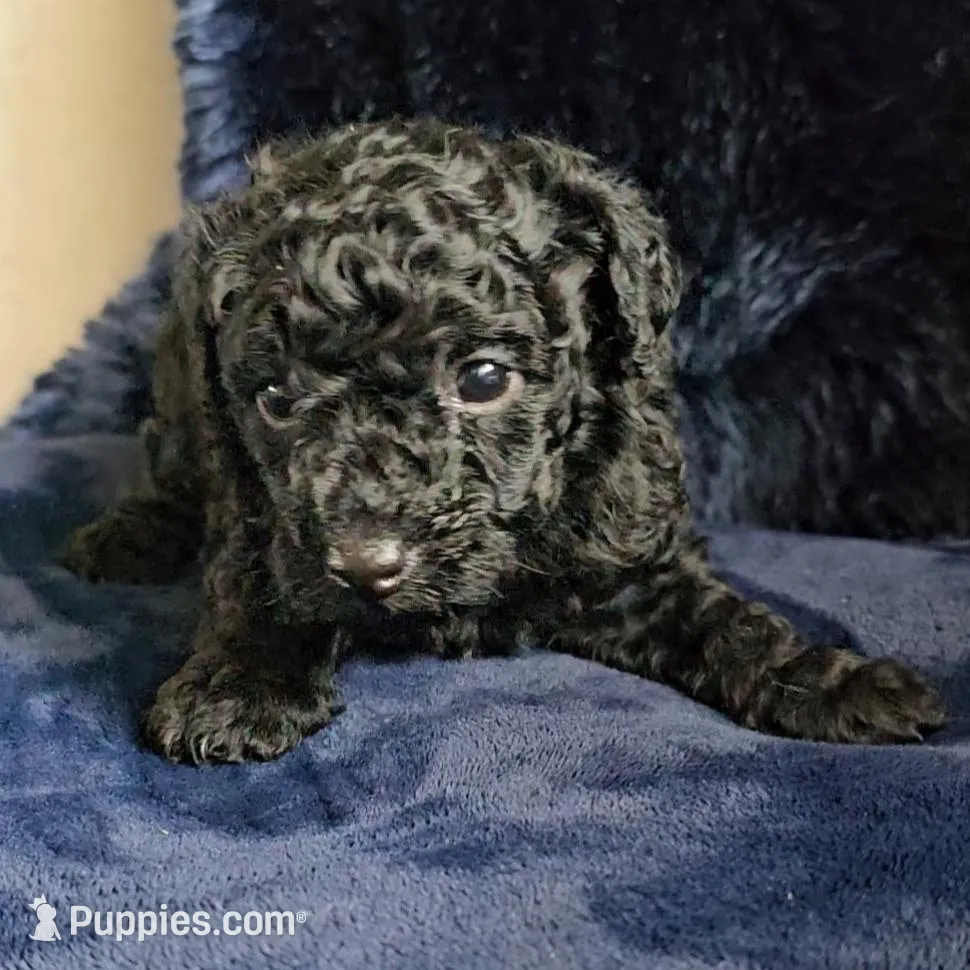 Kobe Criss, a male Poodle - Toy  for sale in Houston, TX – Photo 3 of 5