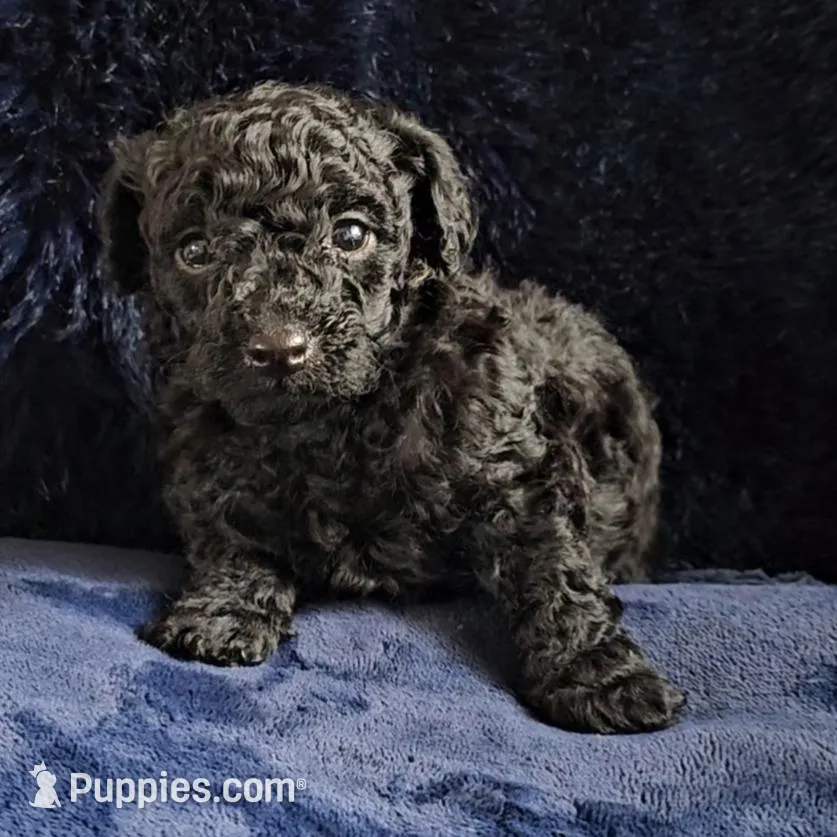 Kobe Criss, a male Poodle - Toy  for sale in Houston, TX – Photo 5 of 5