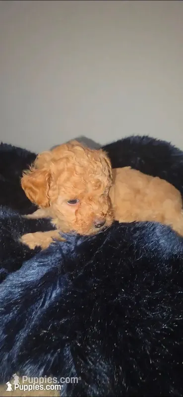 Lake Criss – Poodle - Toy  puppy for sale in Houston, TX