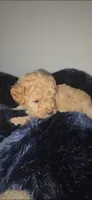 Lake Criss, a female Poodle - Toy  for sale in Houston, TX – 3 of 4