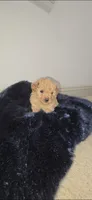 Lake Criss, a female Poodle - Toy  for sale in Houston, TX – 2 of 4