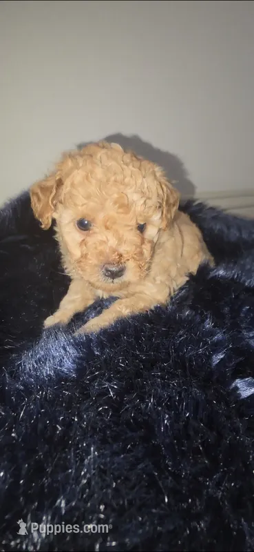 River Criss  – Poodle - Toy  puppy for sale in Houston, TX